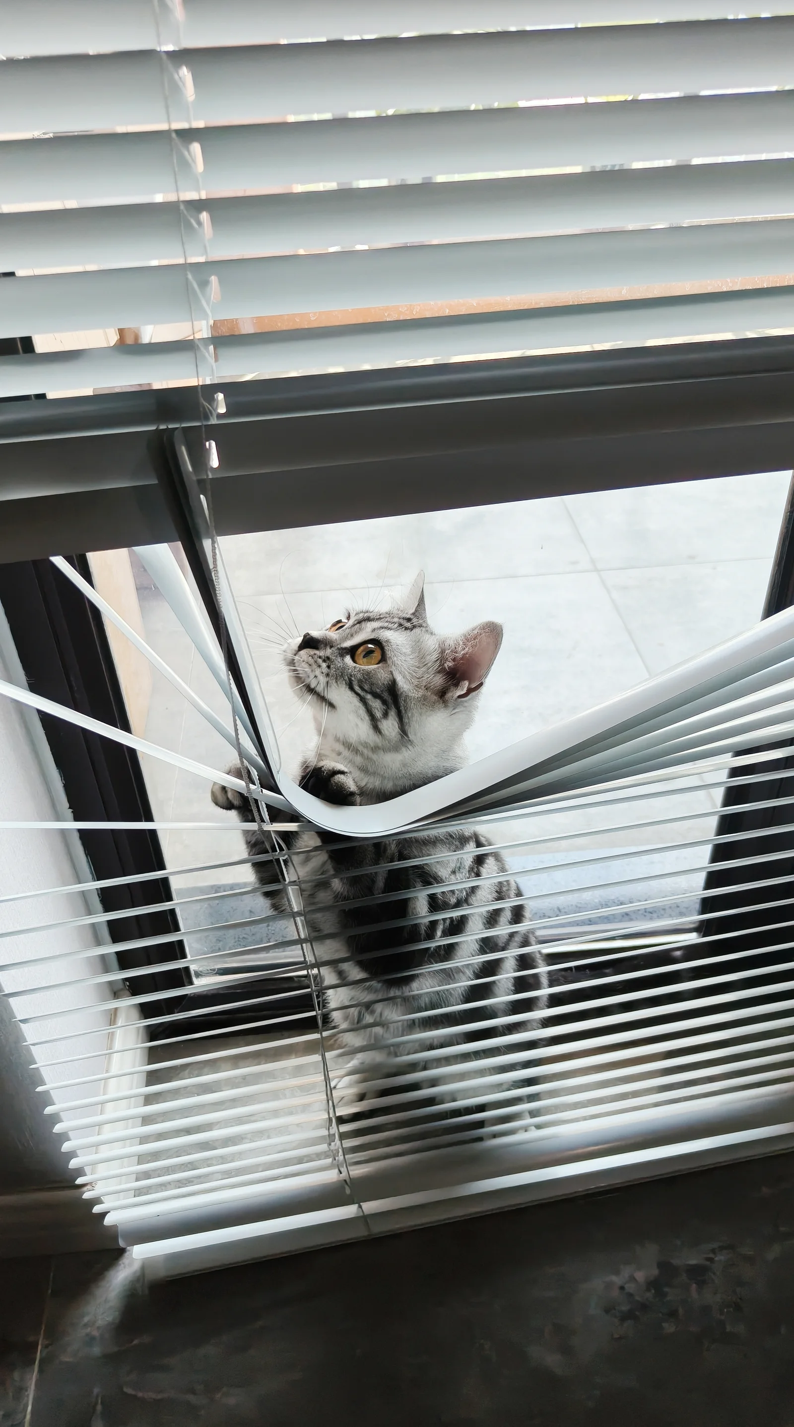 默默，公司招财猫